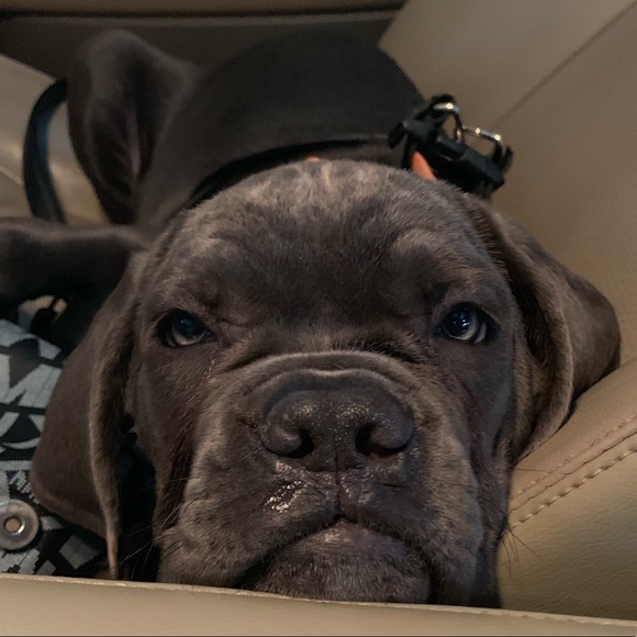 Meet your Posh ambassador Amanda - Picture 8 of 8